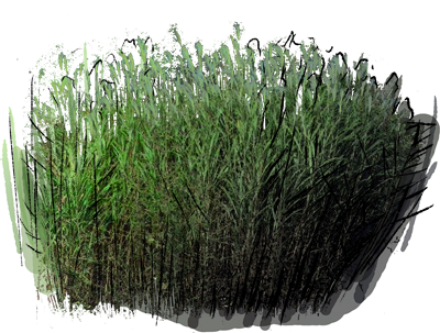 Amur Silvergrass